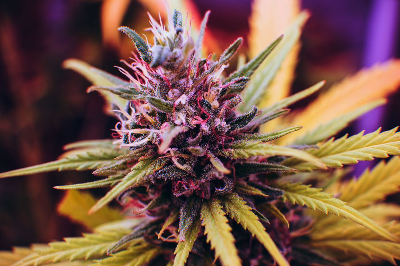 The Best CBD Strains For Inflammation