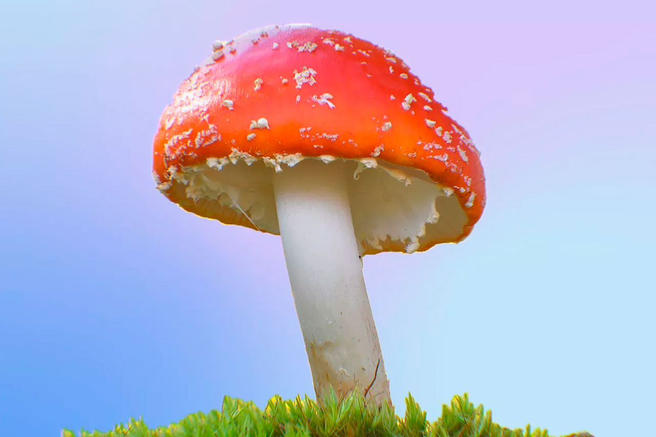 MODERN DAY MIRACLES AMANITA MUSCARIA PSYCHEDELIC MUSHROOM GUMMY